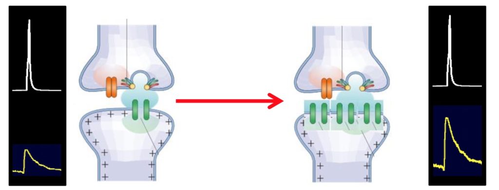 Realizzazione di più canali nella cellula post sinaptica 