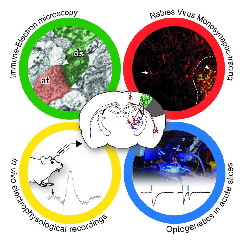 Diverse tecniche di investigazione dell'attività sinaptica