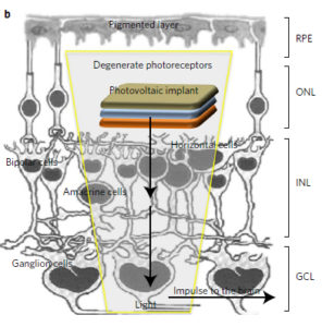 Processo di fototrasduzione con la retina organica, ossia la conversione della luce in segnale elettrico, che viene poi portato al cervello mediante il nervo ottico