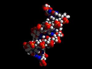 Struttura tridimensionale del DNA