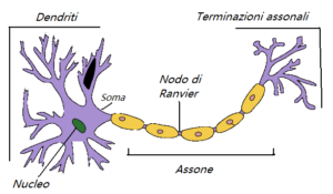 Schema del neurone