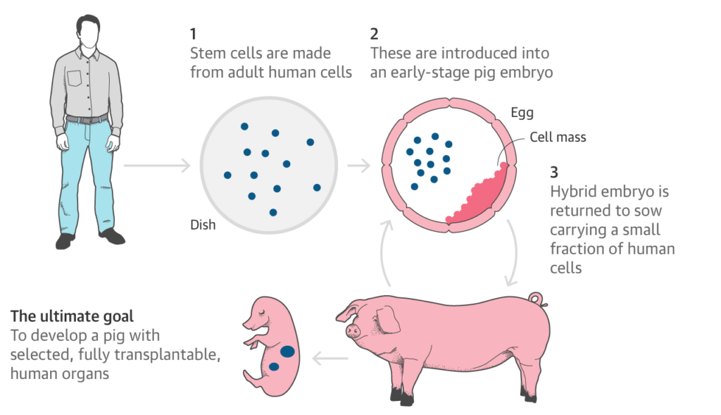 Processo di realizzazione dell'embrione chimera