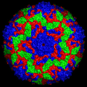 Laser a raggi X: ecco come appare la radiografia di un virus!