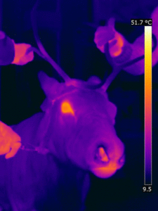 Immagine infrarossi di una renna