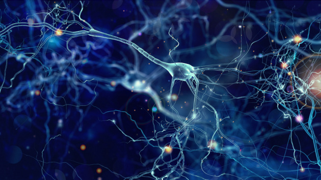 Neuroni comunicano con sinapsi artificiali: la conquista del cervello è vicina