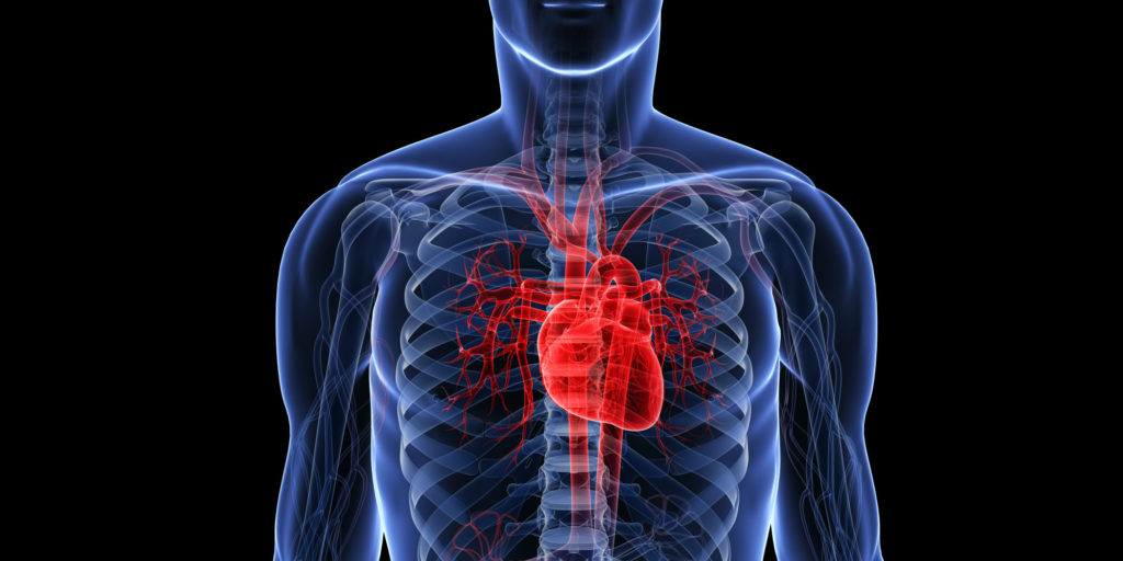 cellule cardiache