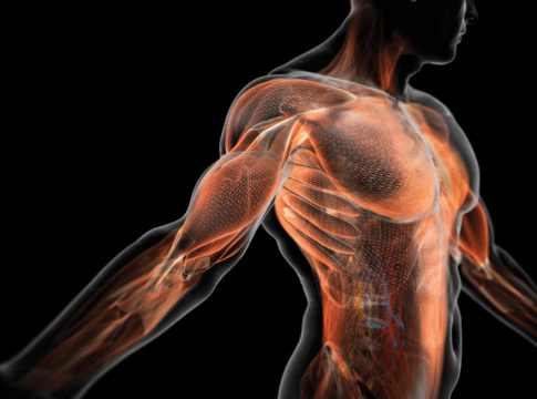Nuovi muscoli artificiali sempre più simili a quelli umani