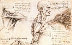 Leonardo Da Vinci: antenato della Bioingegneria