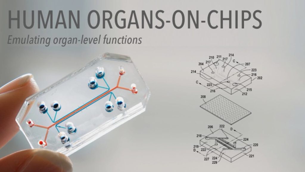 Body-on-Chip: piattaforma umana in vitro per accelerare i test sui farmaci