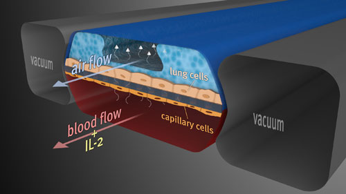 Body-on-Chip: piattaforma umana in vitro per accelerare i test sui farmaci