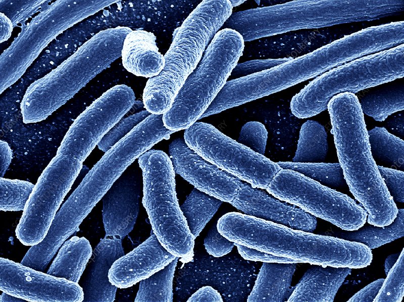 Super antibiotico scoperto grazie all’intelligenza artificiale. Credits: Alfred Pasieka / Science Photo Library