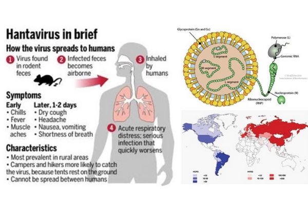 Hantavirus: uomo morto in cina