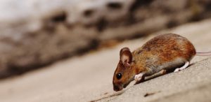 Hantavirus: uomo morto in cina