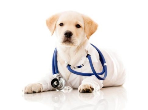 Diagnosi coronavirus cani