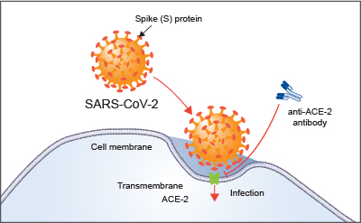 Via contagio occhi coronavirus