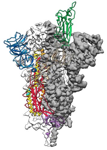 musica coronavirus: ascoltare il covid-19