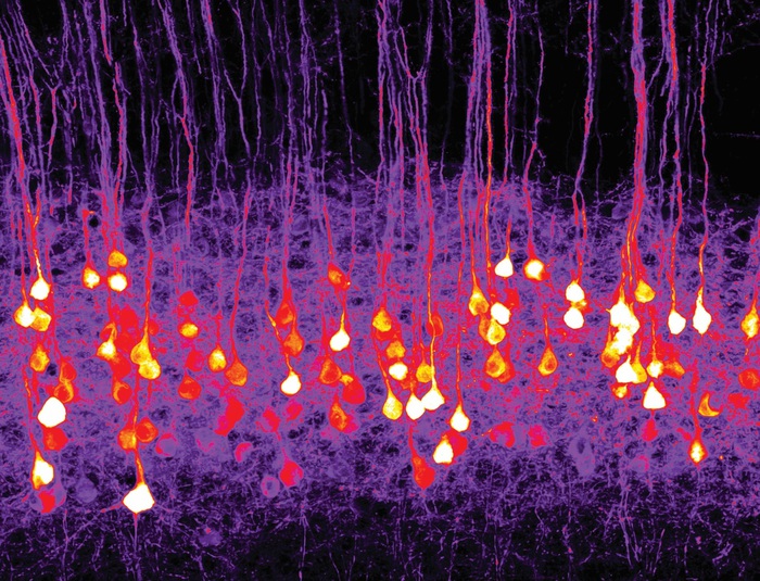 Il primo odore artificiale percepito dalle cellule del cervello. Credits: Riccardo Beltramo/IIT