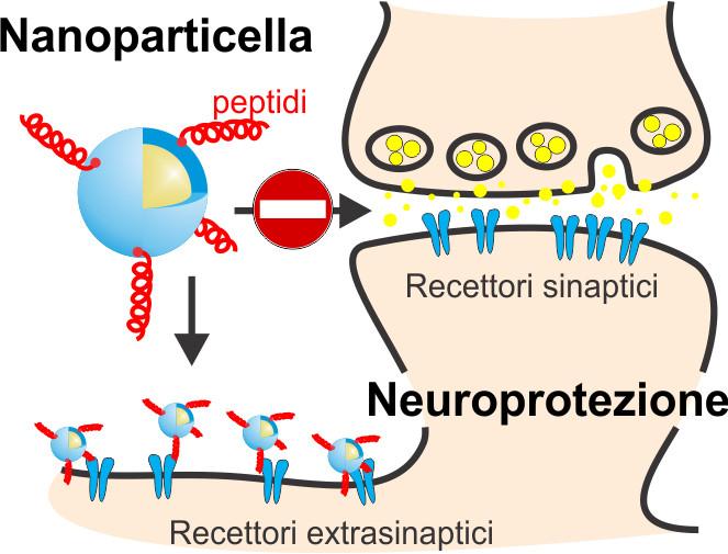 Nanoparticelle d’oro per salvare i neuroni dalla morte cellulare. Credits: IIT