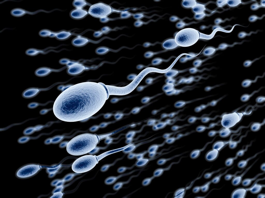 Gli spermatozoi ci hanno ingannato per più di tre secoli. Credits: istock