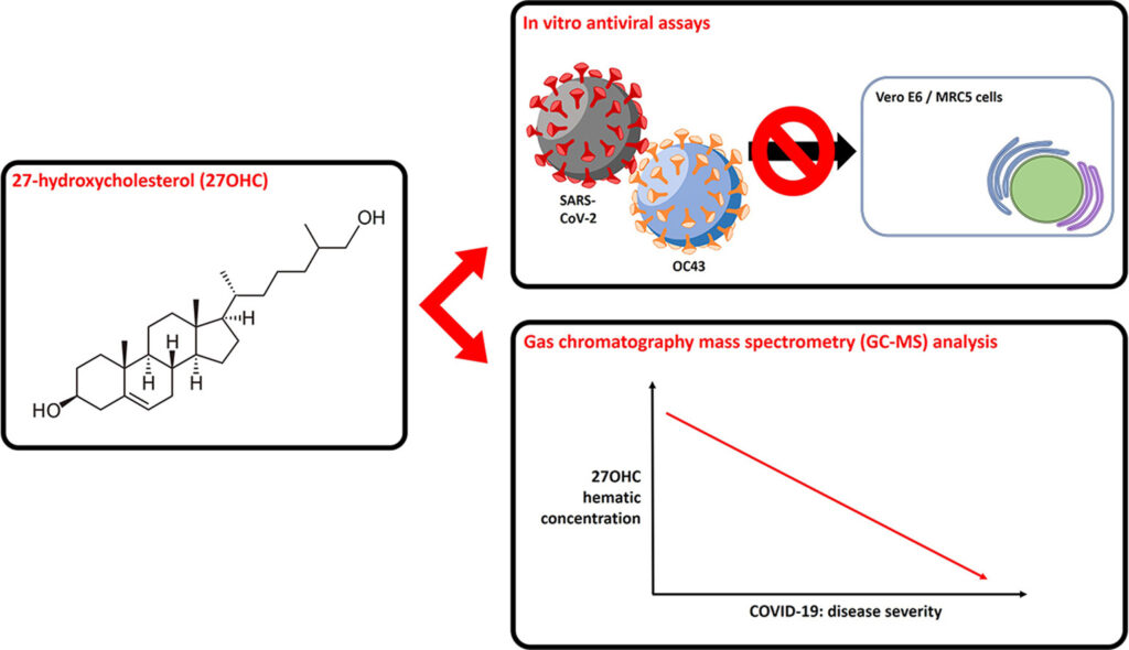 270HC: la biomolecola derivata dal colesterolo che blocca il coronavirus