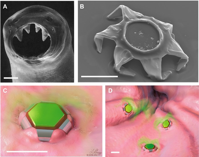 Theragrippers: un nuovo sistema di drug delivery ispirato da un parassita. Credits: Science Advances