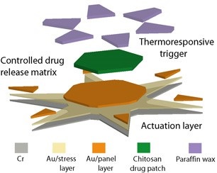 Theragrippers: un nuovo sistema di drug delivery ispirato da un parassita. Credits: Science Advances