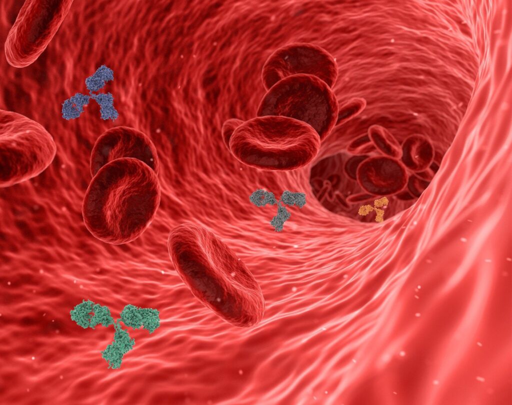 anticorpi nel sangue