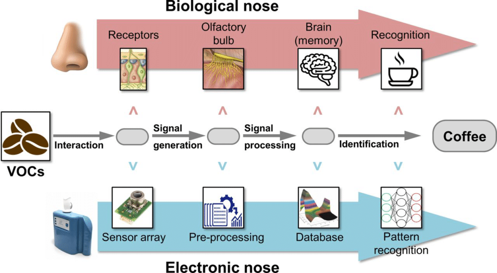 Diagramma schematico che illustra il funzionamento dei nasi elettronici in analogia con la sua controparte biologica. Fonte: Peters et al., “Detection of Barrett’s oesophagus through exhaled breath using an electronic nose device”