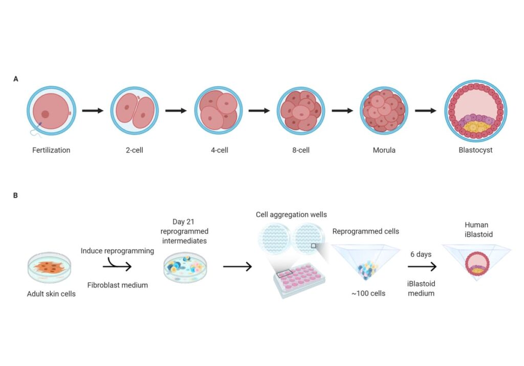 Medicina Rigenerativa: ottenuti primi embrioni umani sintetici