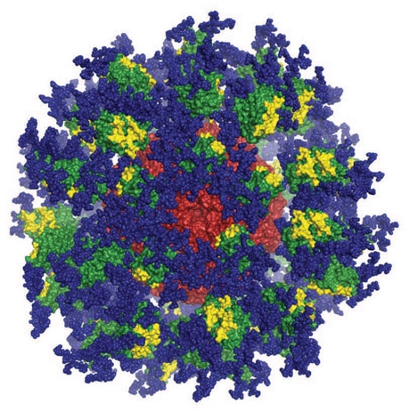Potremmo essere molto vicini a un vaccino per l’HIV. Credits: Scripps Research e IAVI