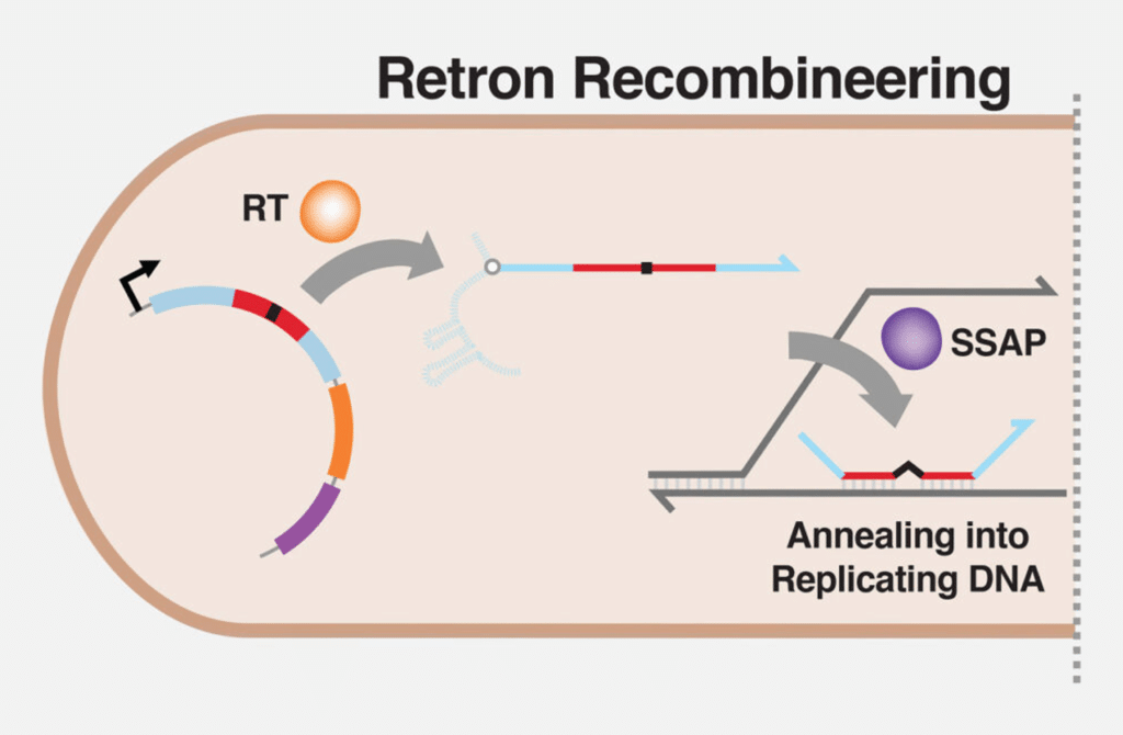 gene editing RLR