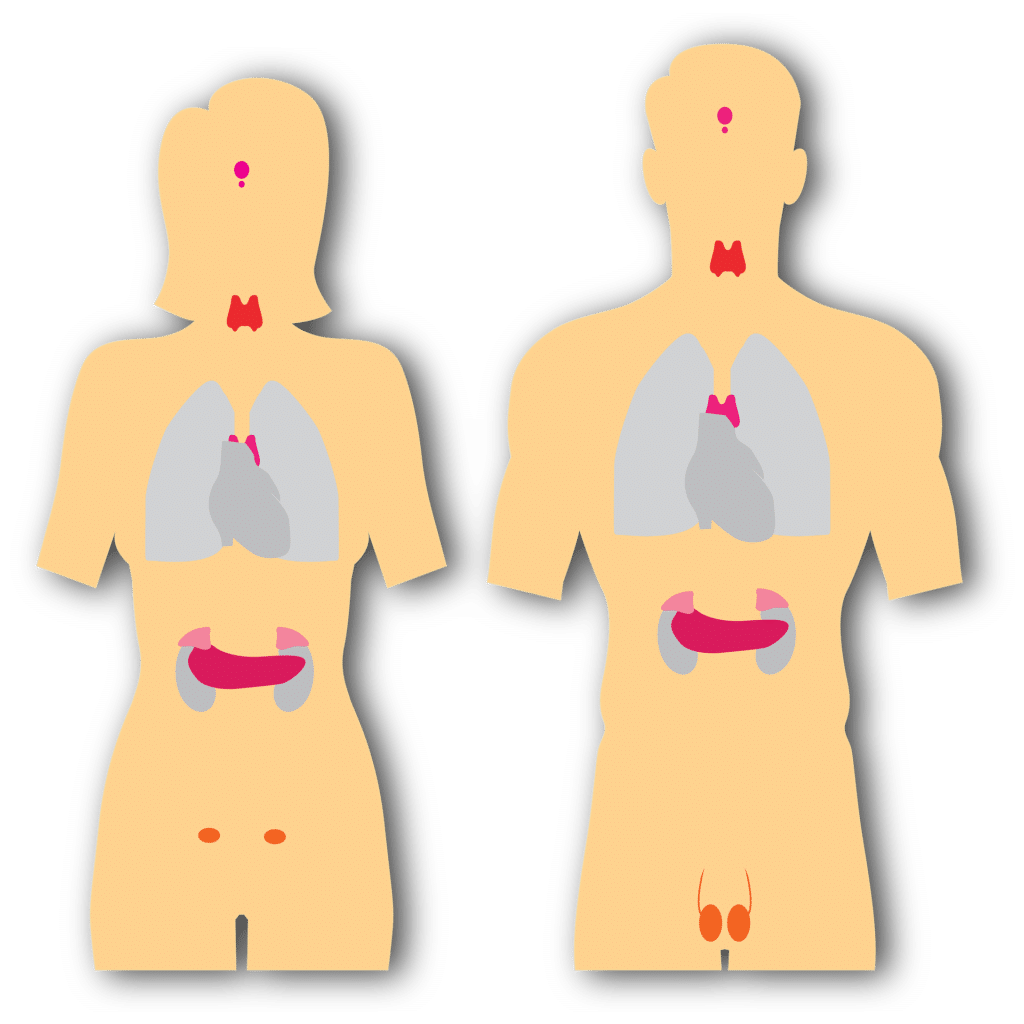 La tiroide rientra nel sistema endocrino