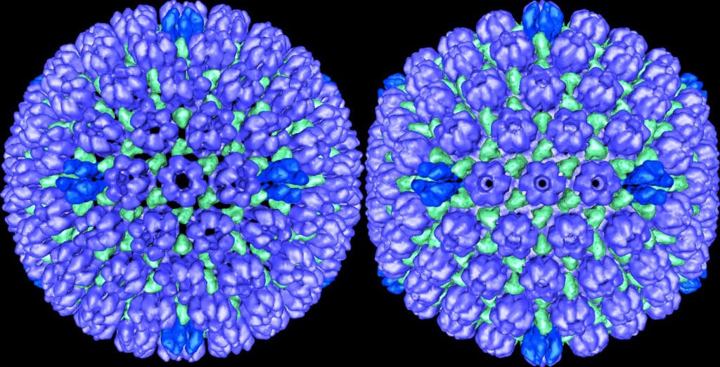 Un possibile legame tra virus herpes simplex e malattie neurodegenerative. Credits: NIH