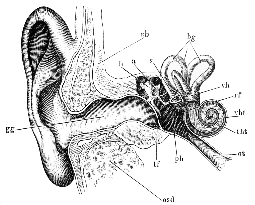 orecchio anatomia e comfort