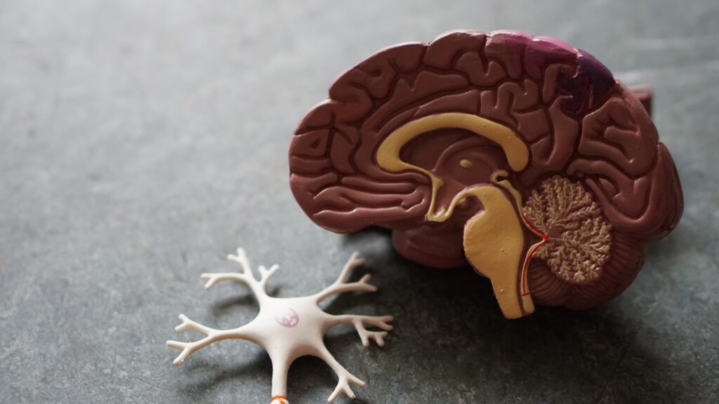 La stimolazione magnetica transcranica aiuta il cervello a ricordare meglio.