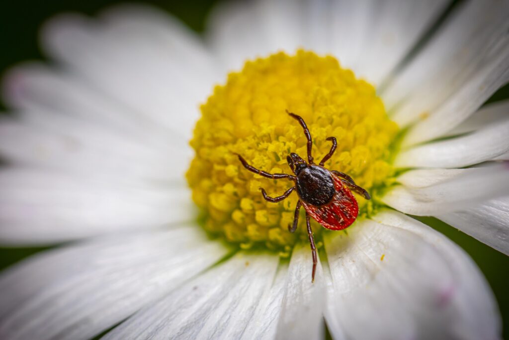 Malattia di Lyme: una nuova cura potrebbe portare alla sua eradicazione