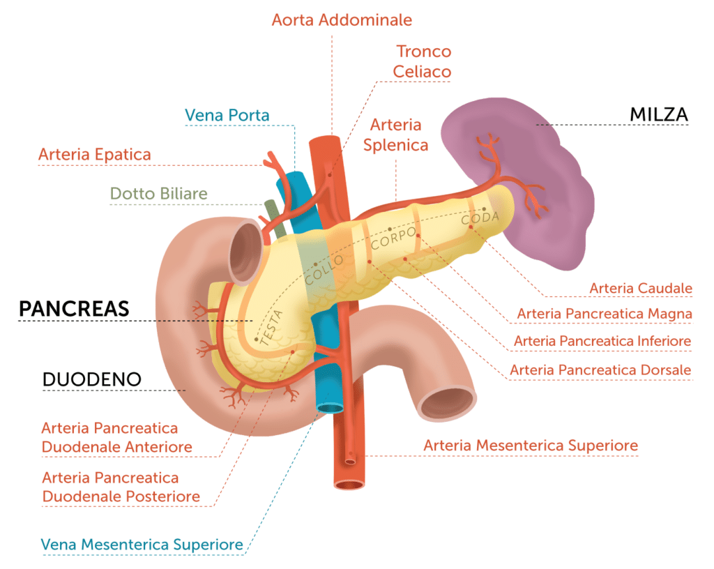 Il diabete e gli organoidi pancreatici: un nuovo contatto alla terapia metabolica