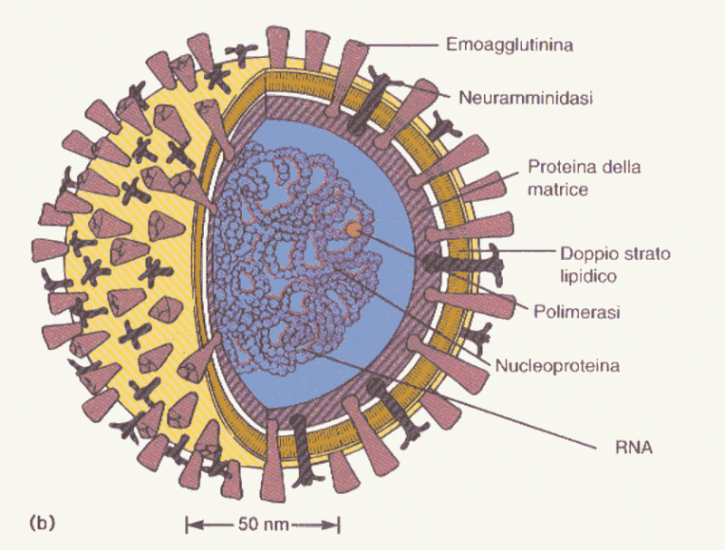 Emoagglutinina nel virus dell'influenza 