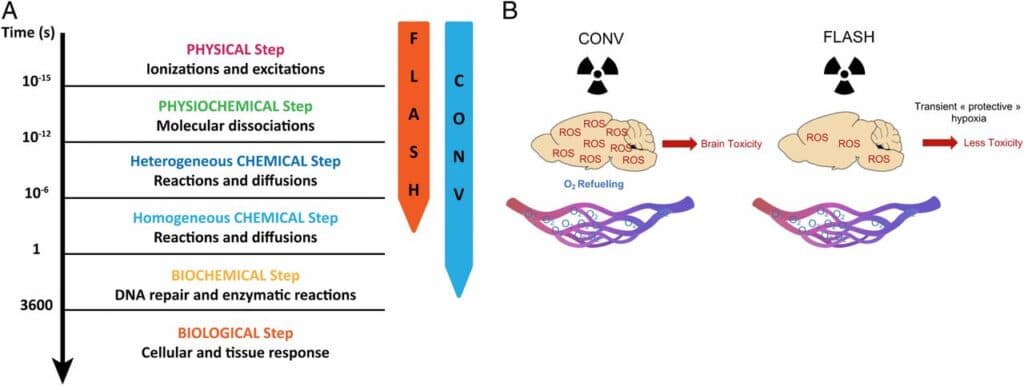 Radioterapia FLASH: un intero ciclo in un secondo