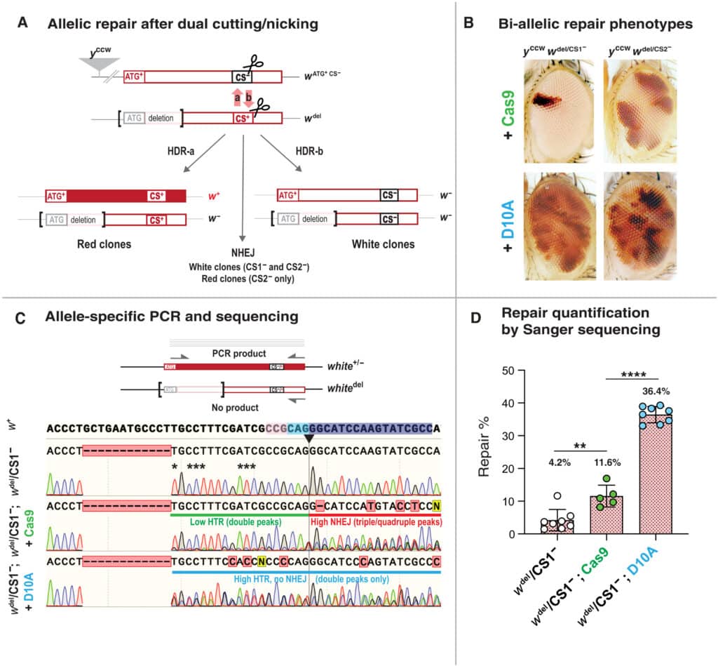 CRISPR