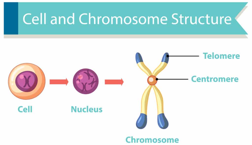 cromosoma Y