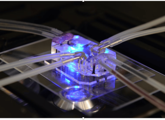 Replicare organo su microchip: una nuova sfida per l’ingegneria biomedica