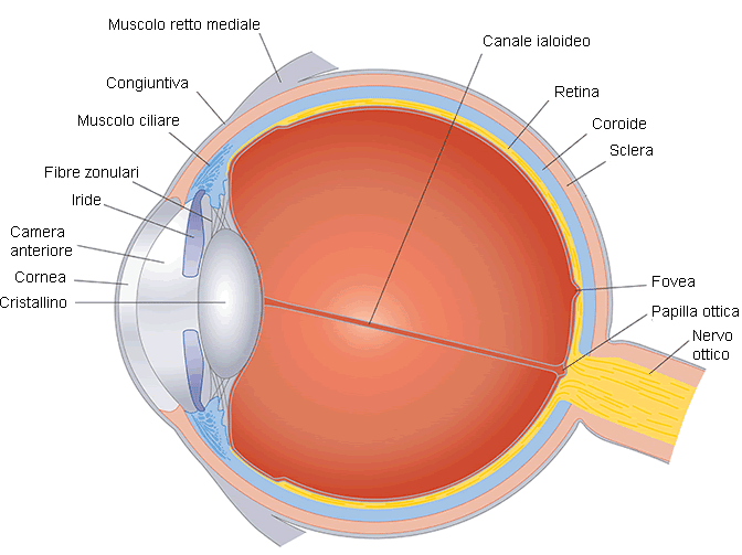 distrofie retiniche