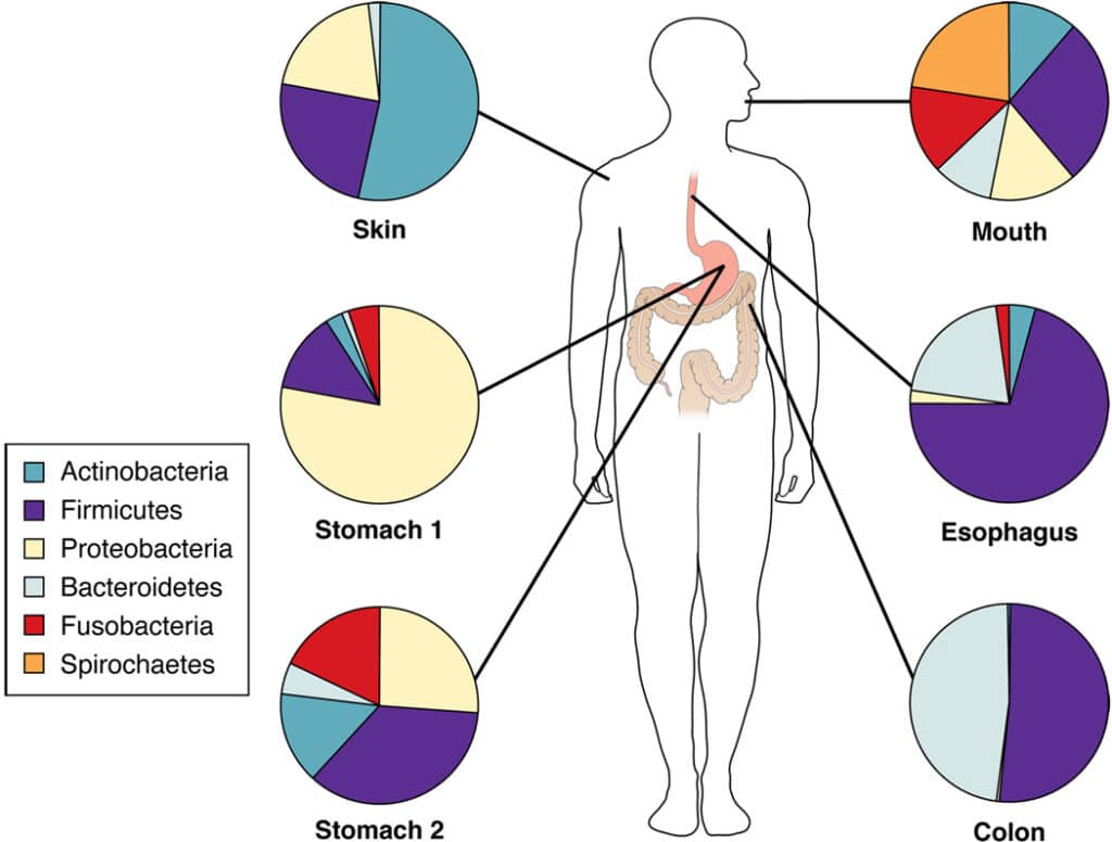 principali phila batterici- Helicobacter Pylori 