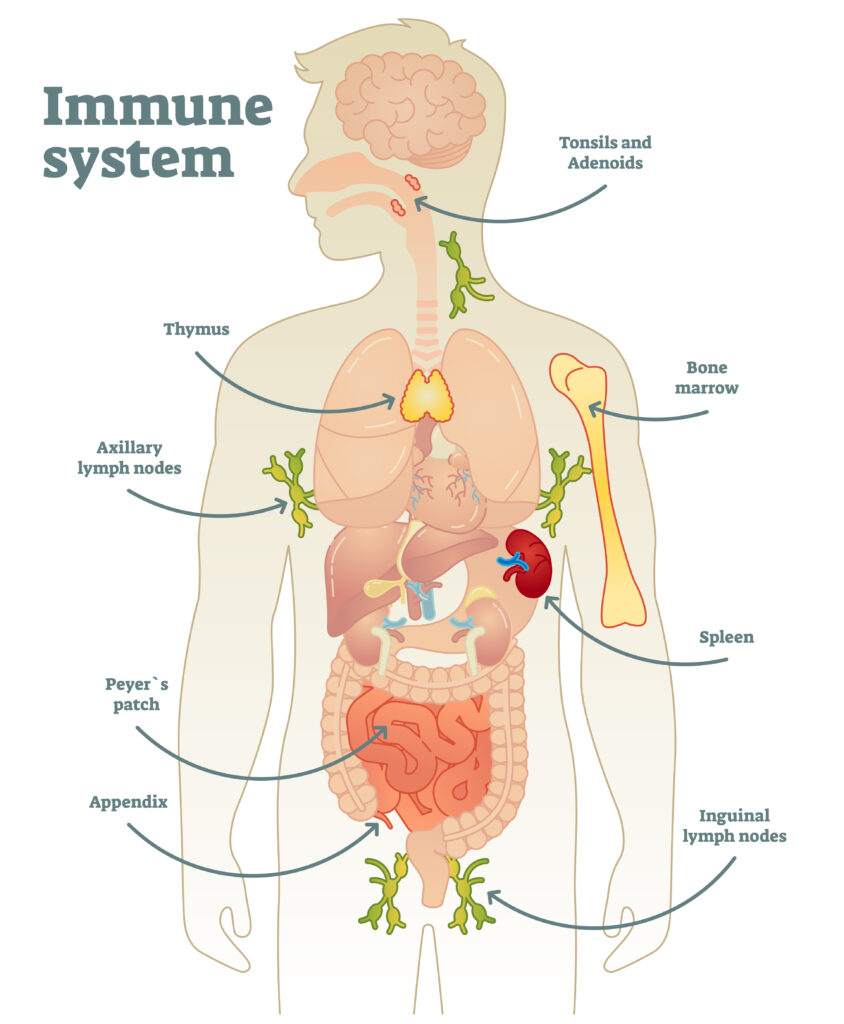 sistema immunitario: immunità innata e acquisita risposta immunitaria