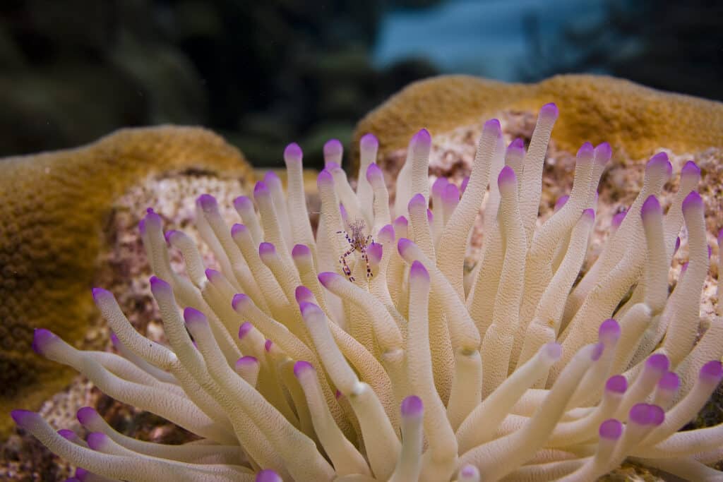 Anemone marino caraibico