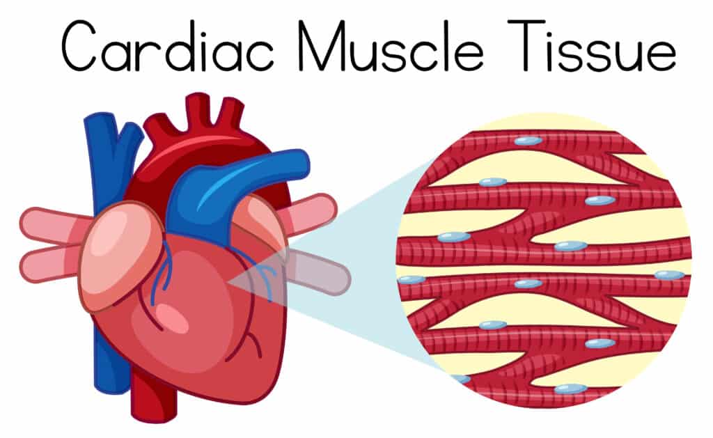 cellule cardiache