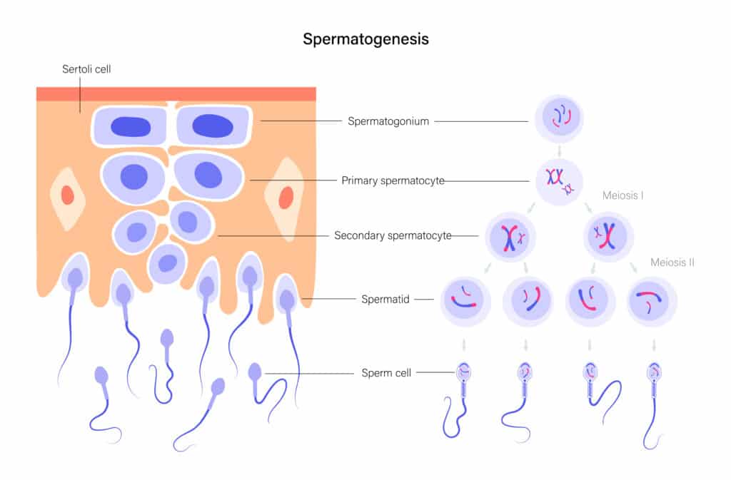 contraccettivo maschile reversibile