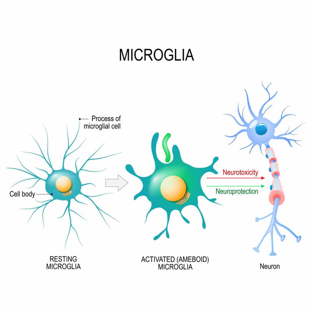 Attivazione di una cellula microgliale