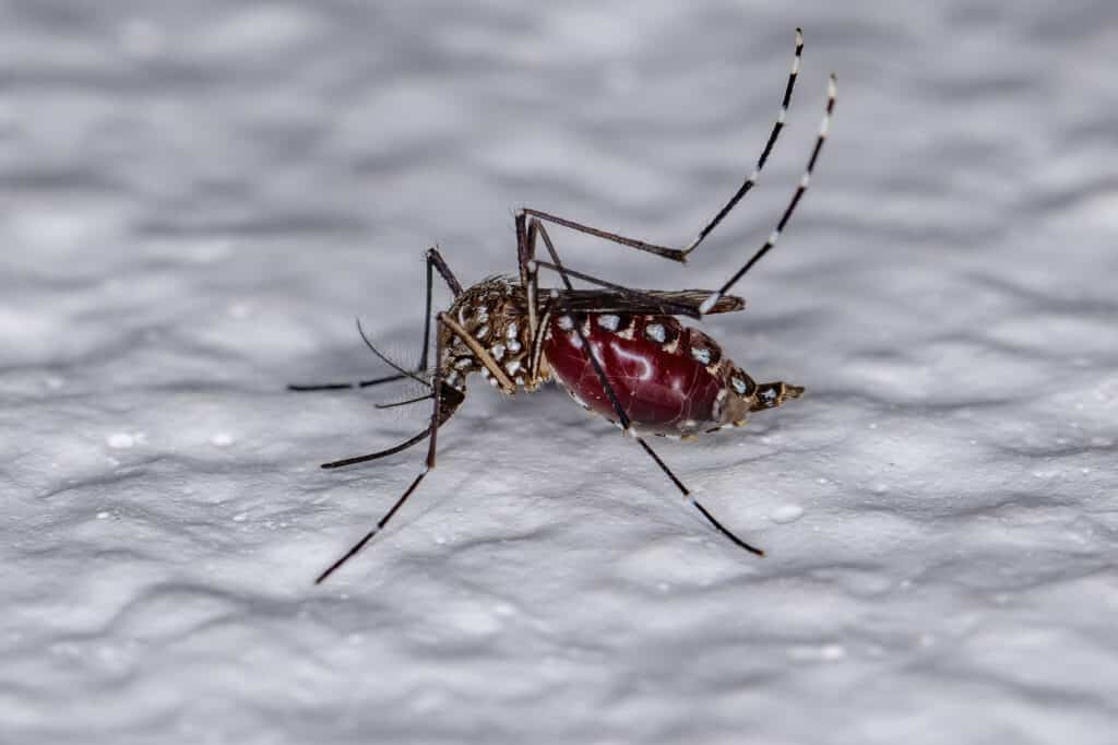 Zanzara Aedes Aegypti